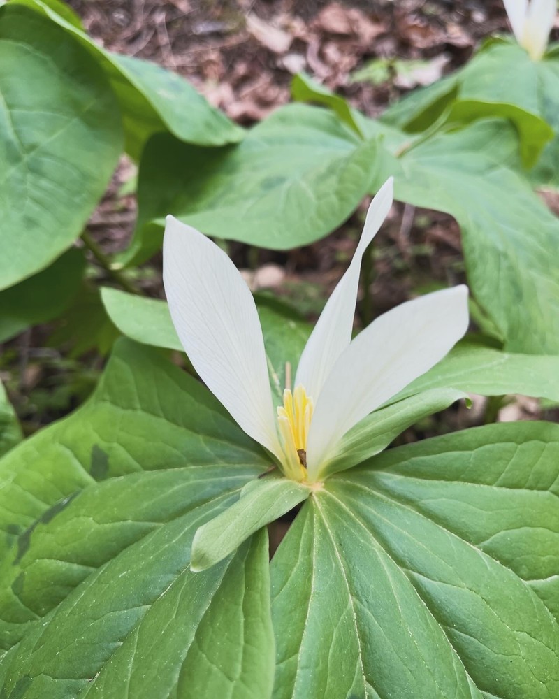 Trillium albidum subsp. albidum photo 8