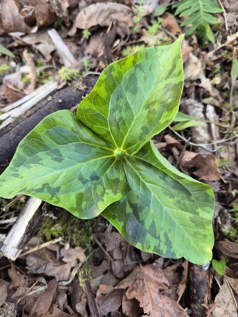 Trillium albidum subsp. parviflorum