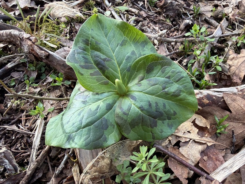 Trillium albidum subsp. parviflorum photo 2