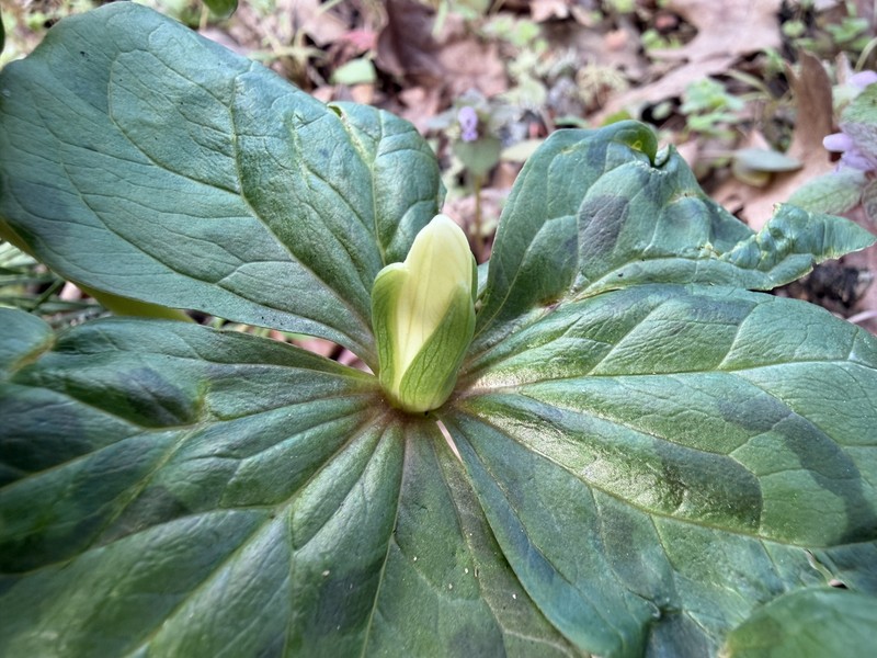 Trillium albidum subsp. parviflorum photo 3