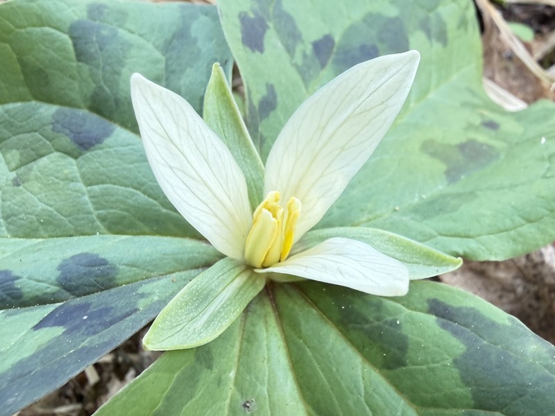 Trillium albidum subsp. parviflorum photo 4