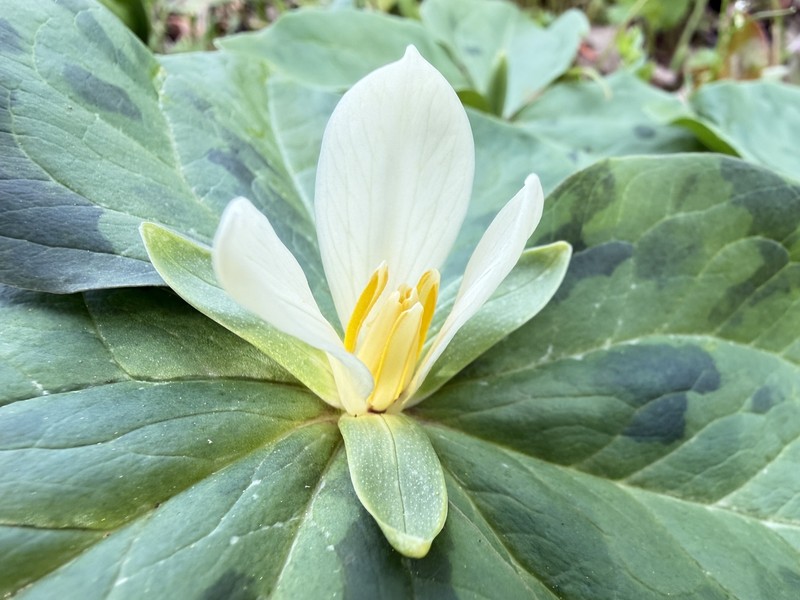 Trillium albidum subsp. parviflorum photo 5