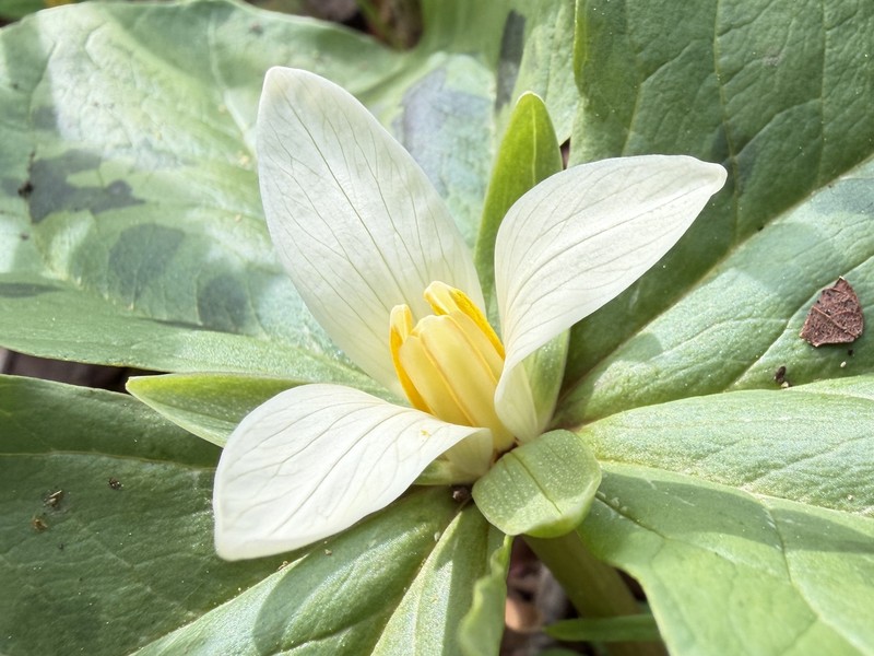 Trillium albidum subsp. parviflorum photo 6