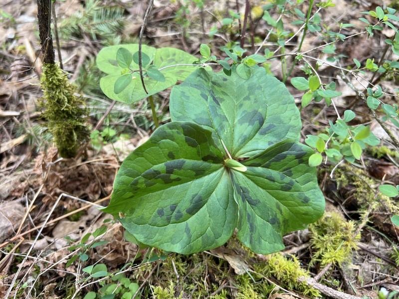 Trillium albidum subsp. parviflorum photo 7
