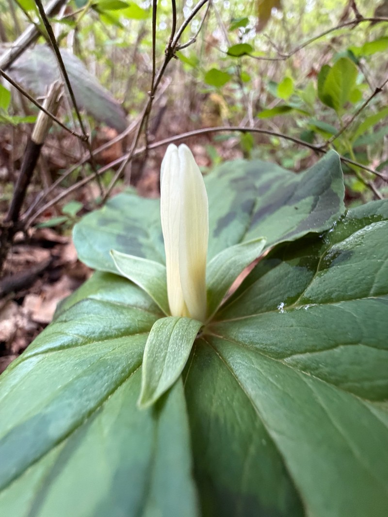 Trillium albidum subsp. parviflorum photo 8