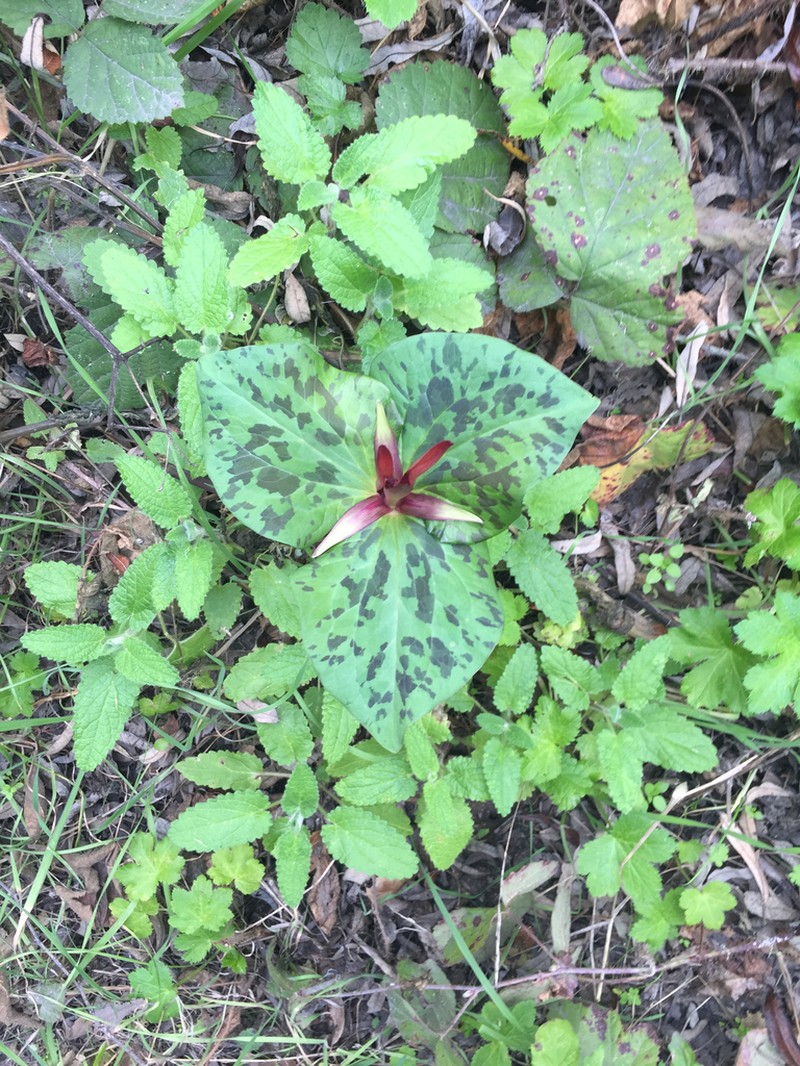 Narrowpetal Wakerobin photo 3