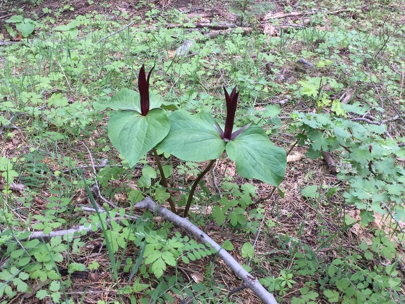 Narrowpetal Wakerobin photo 5