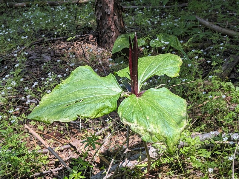 Narrowpetal Wakerobin photo 6