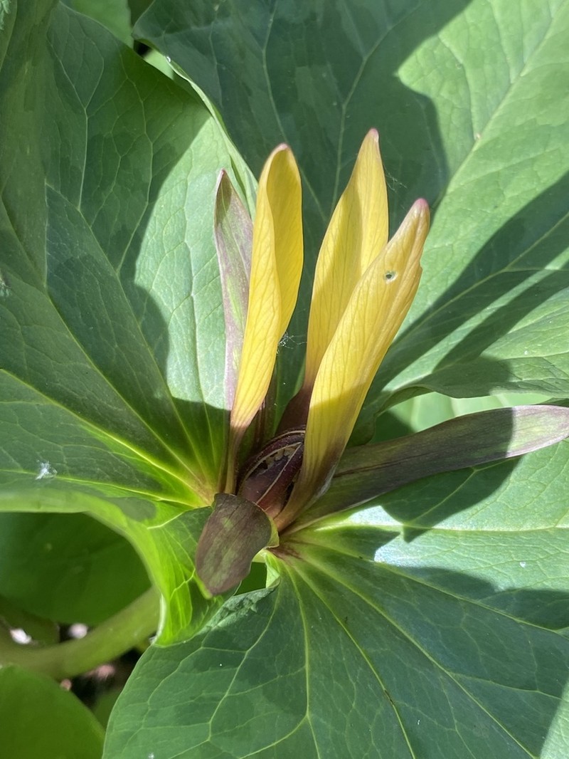 Narrowpetal Wakerobin photo 7