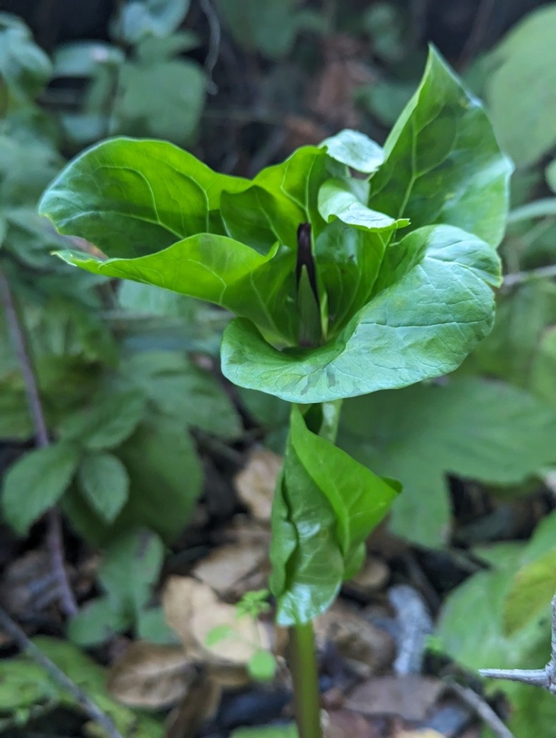 Narrowpetal Wakerobin photo 8