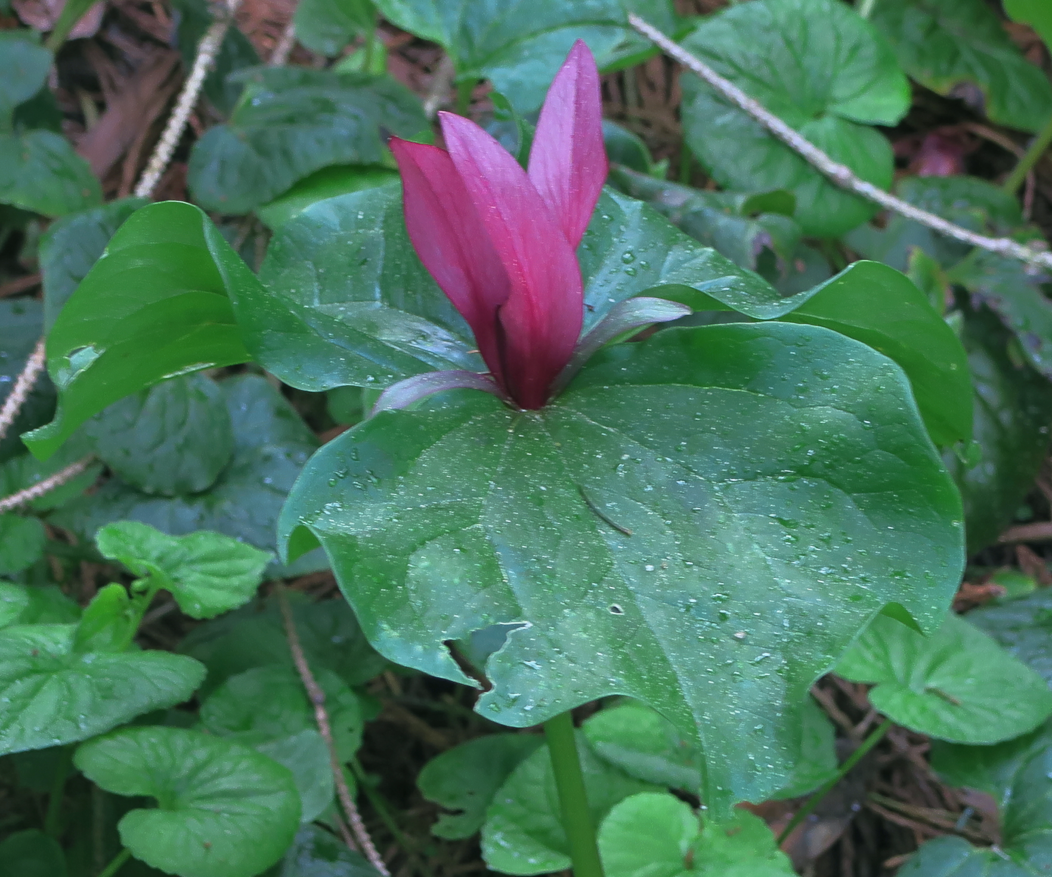 Narrowpetal Wakerobin photo 2