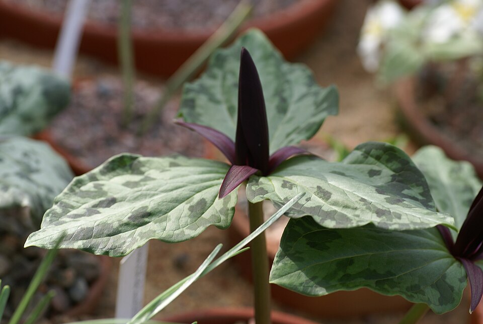 Narrowpetal Wakerobin photo 3