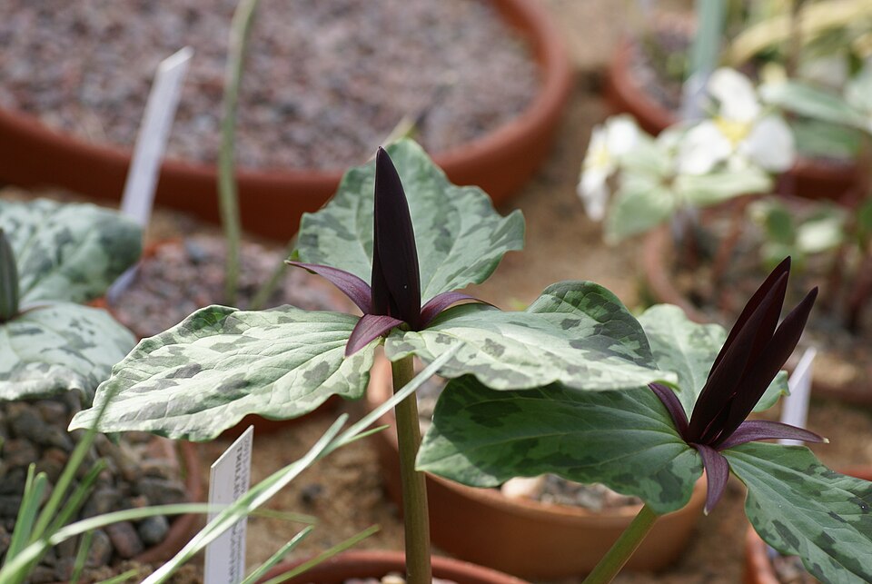 Narrowpetal Wakerobin photo 4