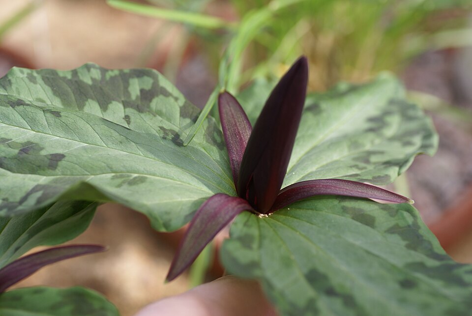 Narrowpetal Wakerobin photo 5