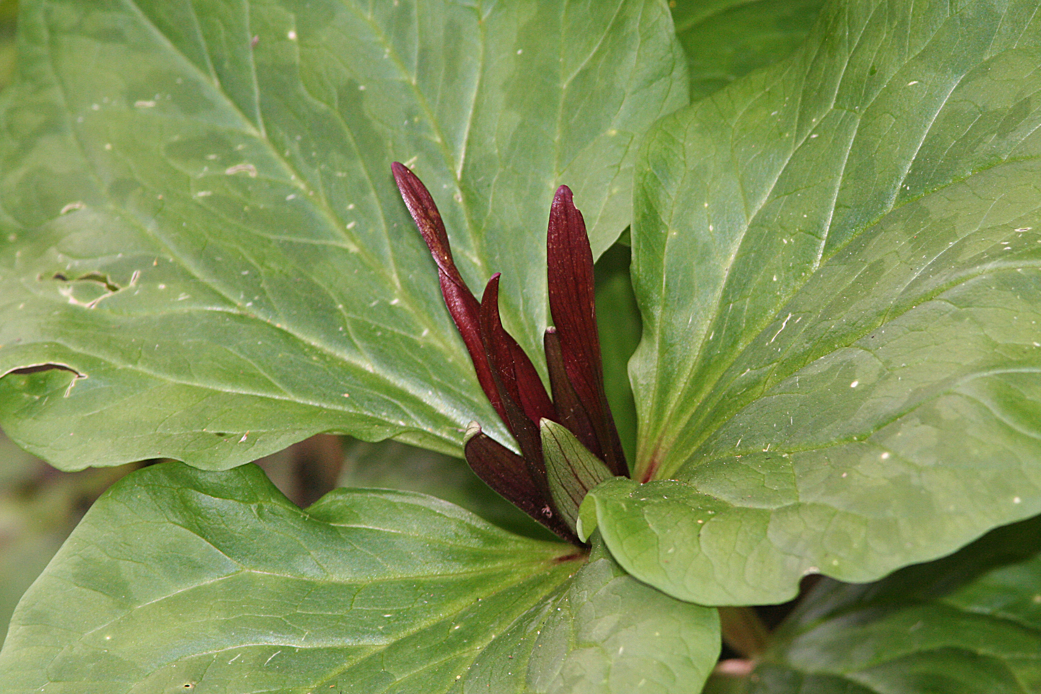 Narrowpetal Wakerobin photo 6