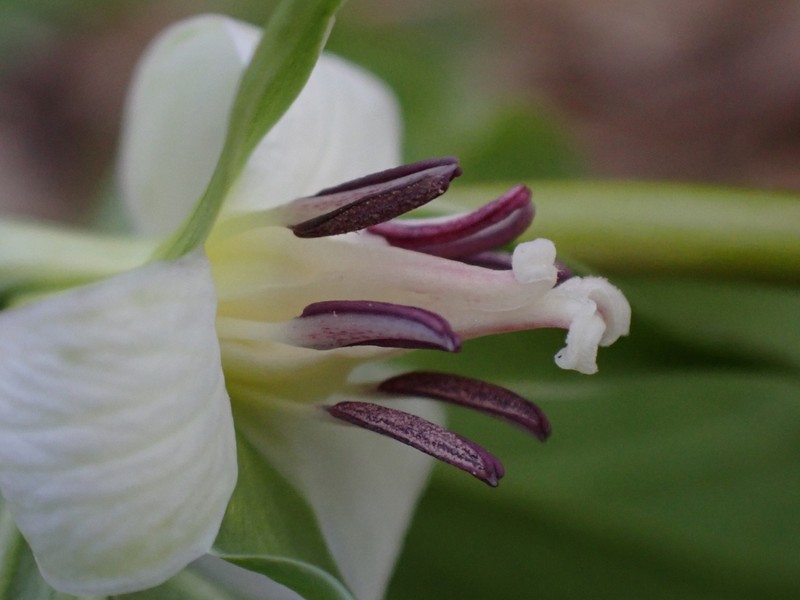 Whip-Poor-Will Flower photo 4