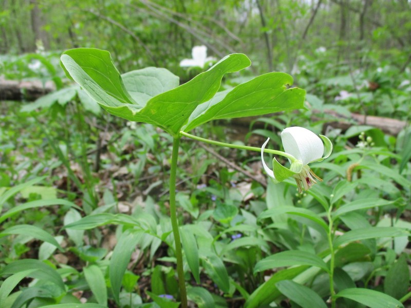 Whip-Poor-Will Flower photo 5