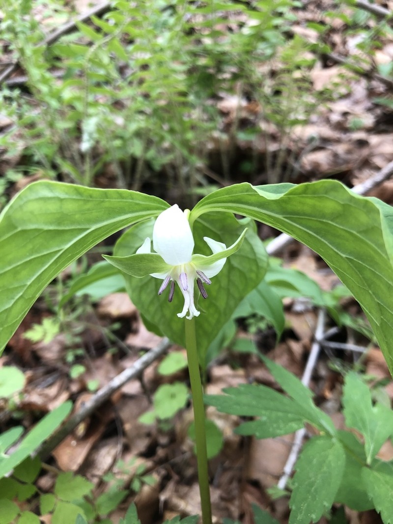 Whip-Poor-Will Flower photo 6