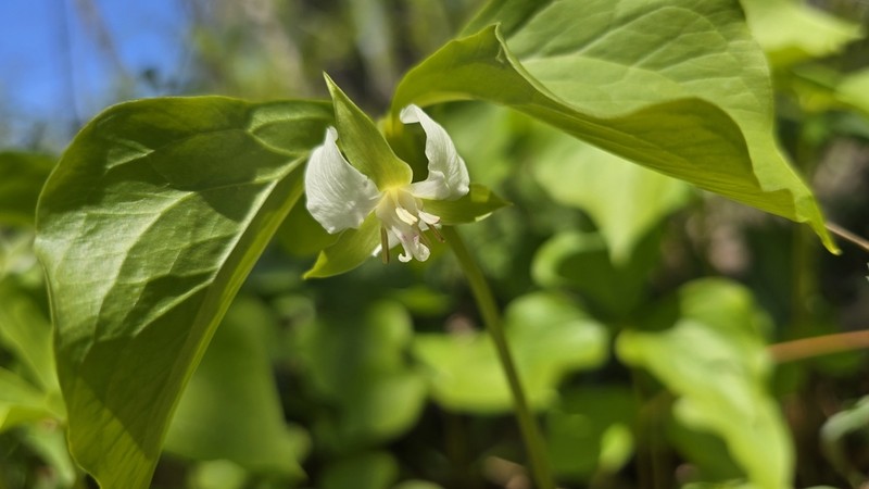 Whip-Poor-Will Flower photo 7