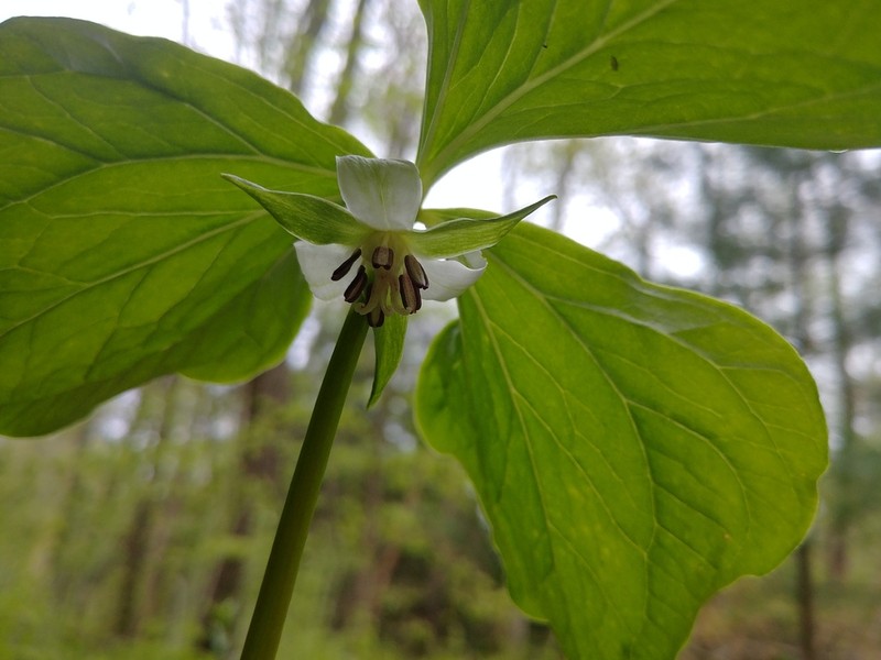Whip-Poor-Will Flower photo 8