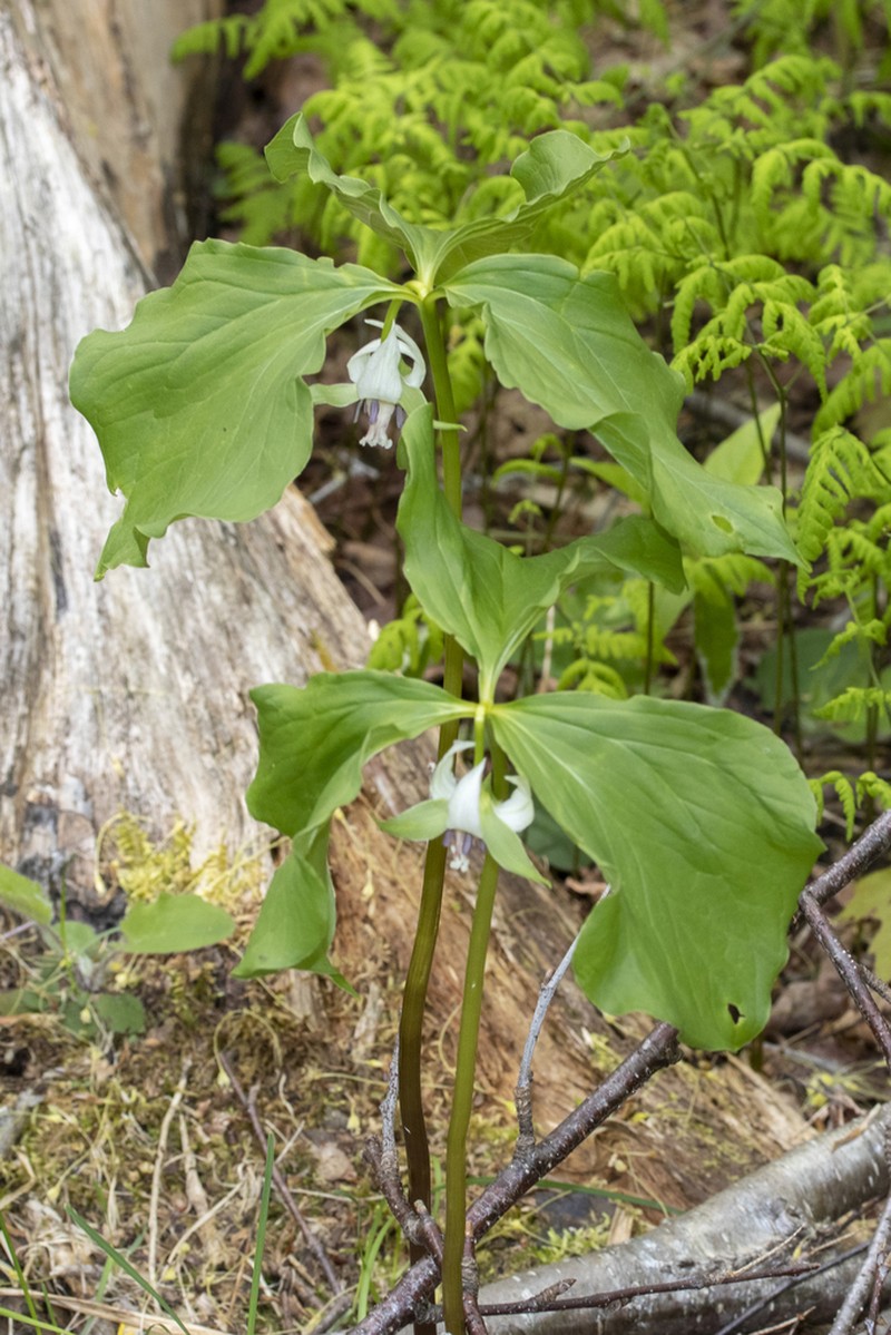Whip-Poor-Will Flower photo 9