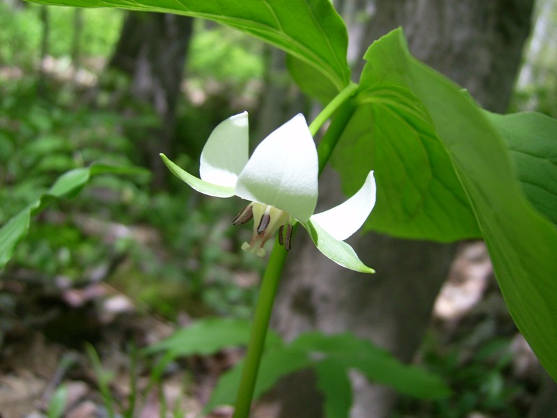 Whip-Poor-Will Flower photo 2