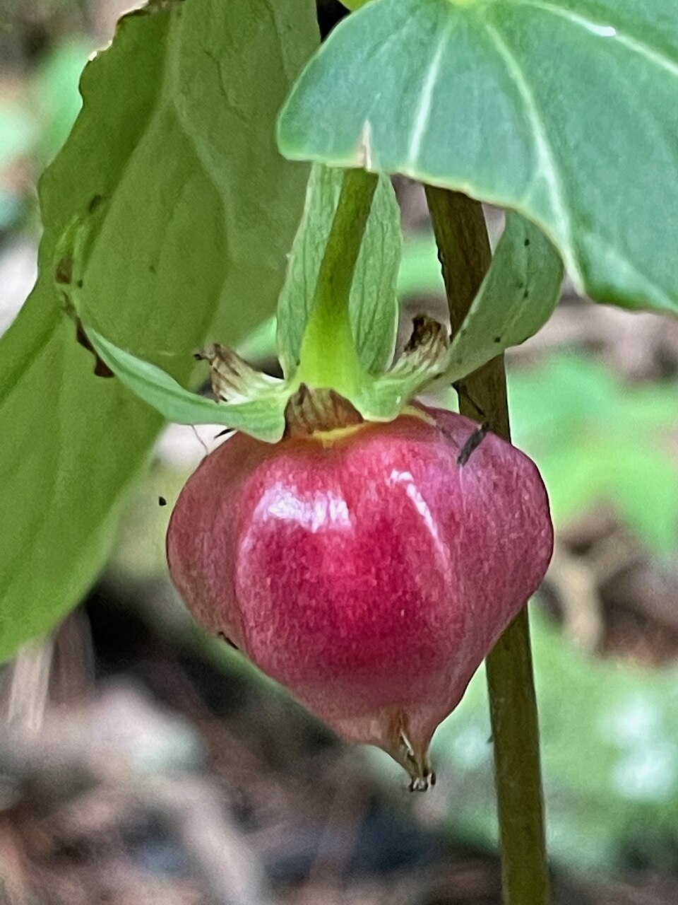Whip-Poor-Will Flower photo 6