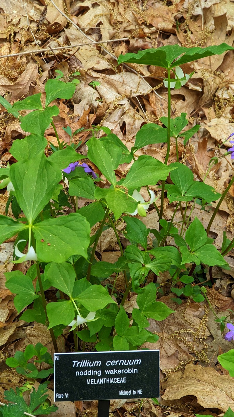 Whip-Poor-Will Flower photo 3
