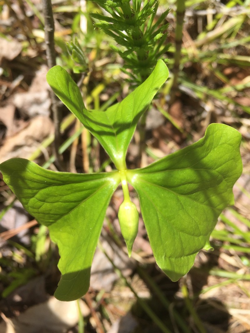 Whip-Poor-Will Flower photo 4