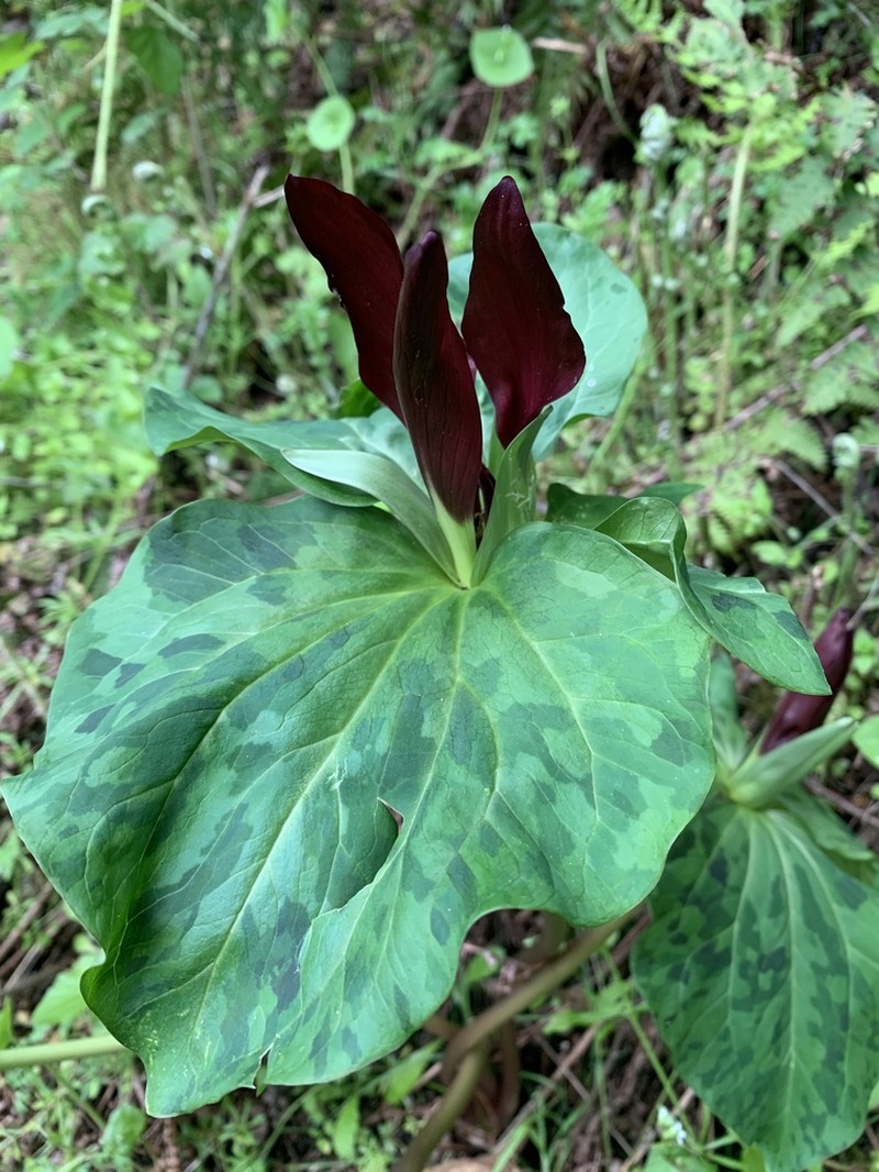 Giant Wakerobin photo 7