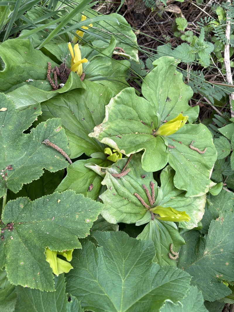 Trillium chloropetalum var. chloropetalum