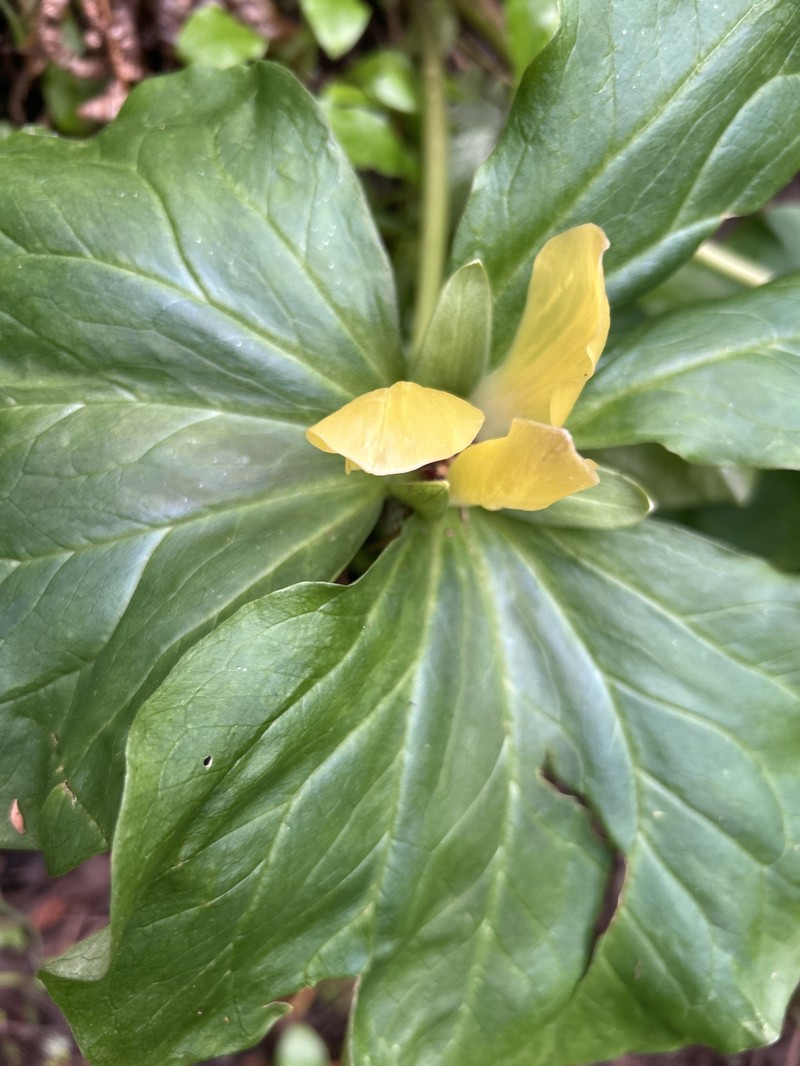 Trillium chloropetalum var. chloropetalum photo 2