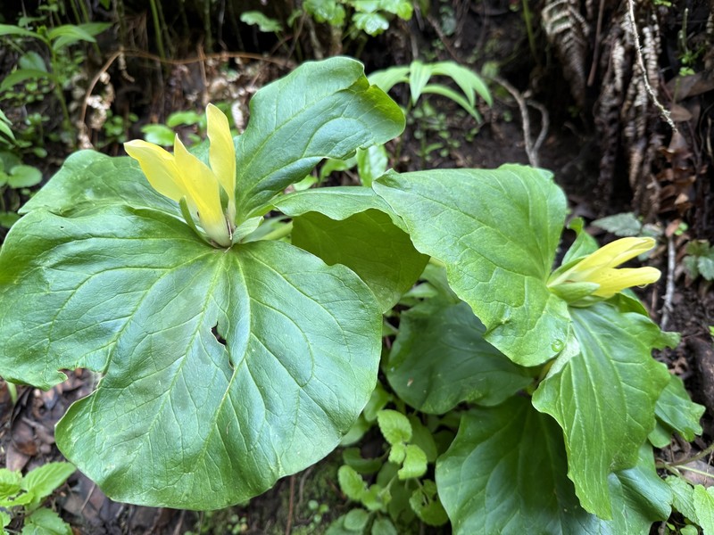 Trillium chloropetalum var. chloropetalum photo 3