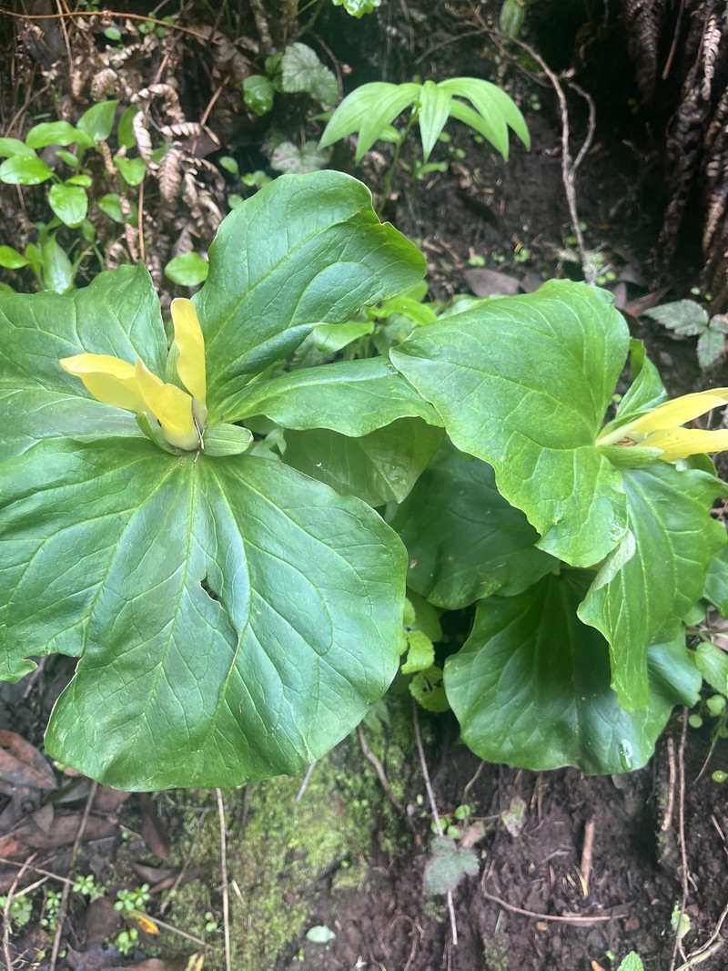 Trillium chloropetalum var. chloropetalum photo 4