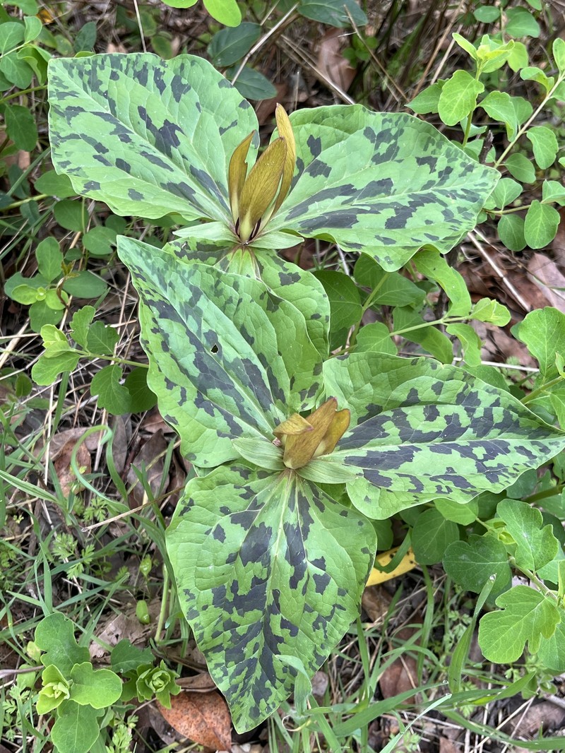 Trillium chloropetalum var. chloropetalum photo 5
