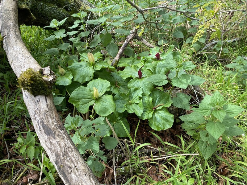 Trillium chloropetalum var. chloropetalum photo 6