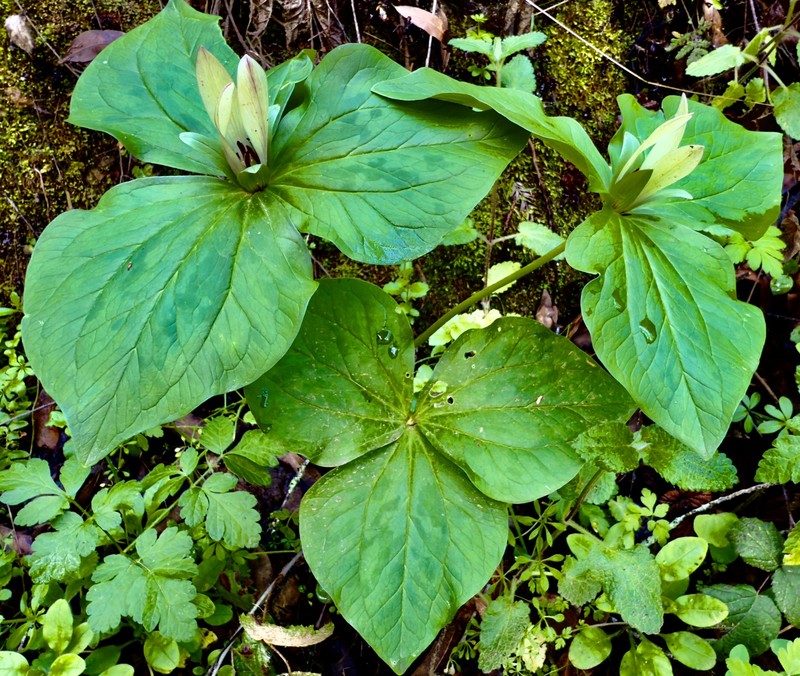 Trillium chloropetalum var. chloropetalum photo 7