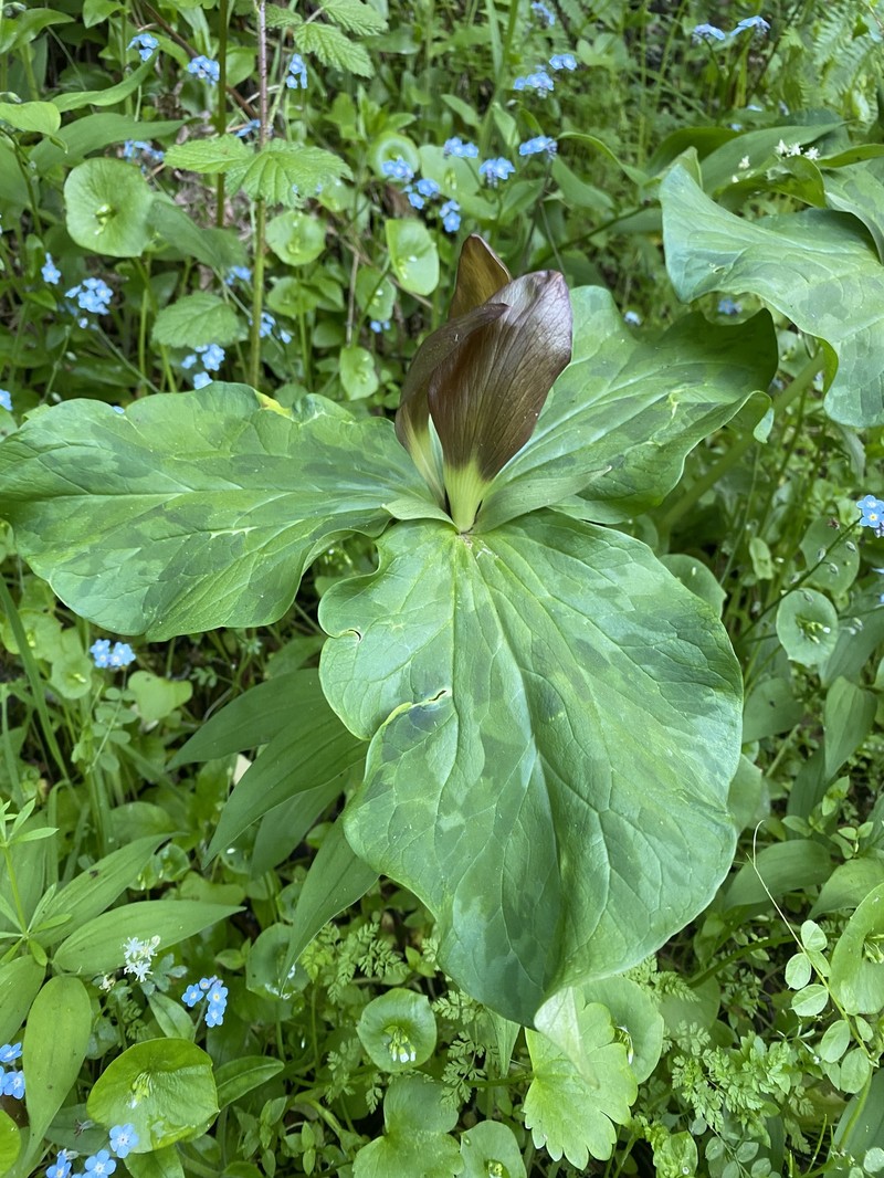 Trillium chloropetalum var. chloropetalum photo 8