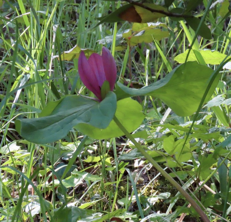 Trillium chloropetalum var. giganteum
