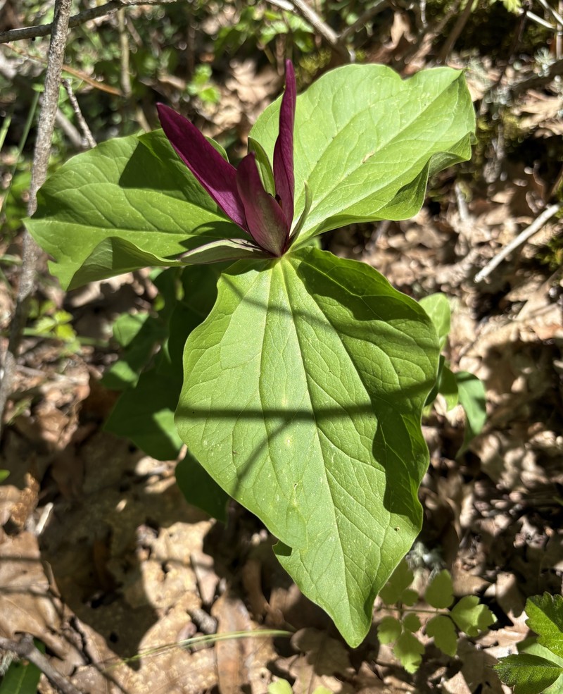 Trillium chloropetalum var. giganteum photo 2