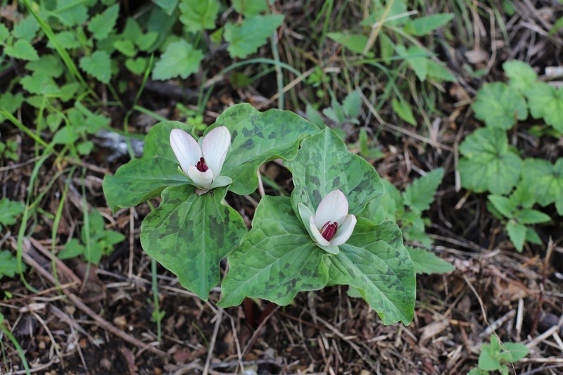 Trillium chloropetalum var. giganteum photo 3