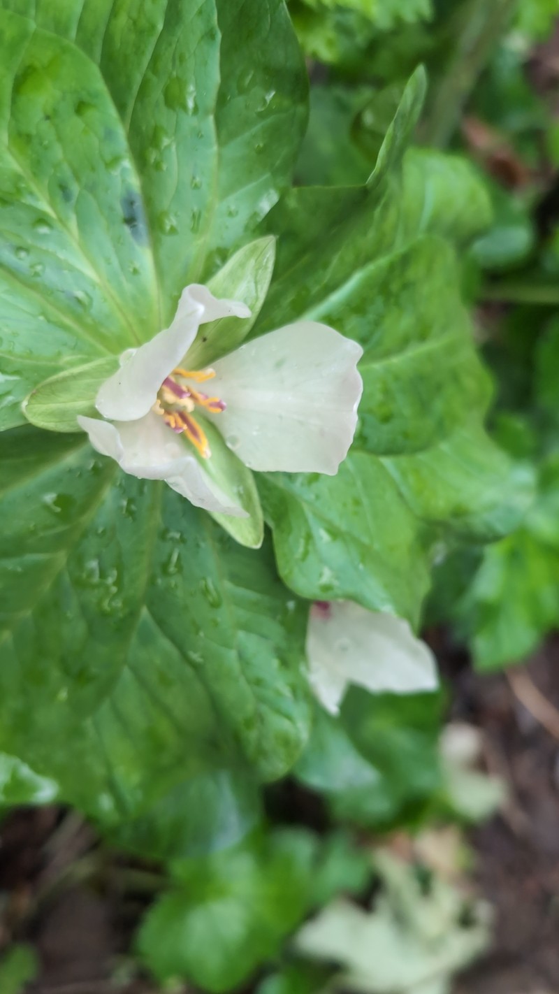 Trillium chloropetalum var. giganteum photo 4