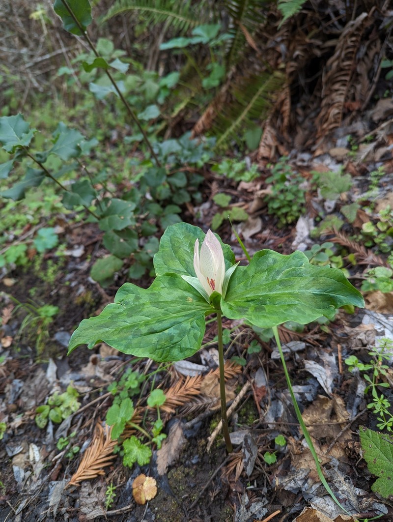 Trillium chloropetalum var. giganteum photo 5