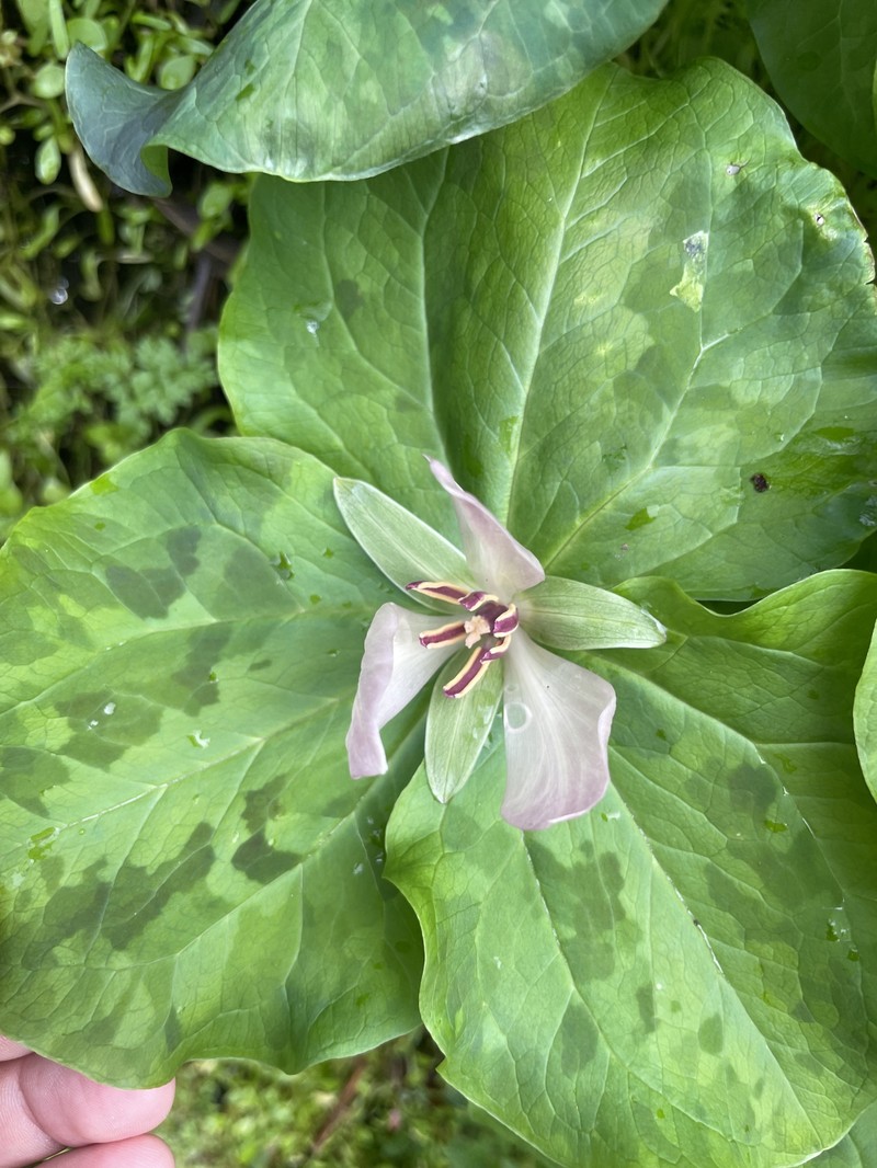 Trillium chloropetalum var. giganteum photo 6