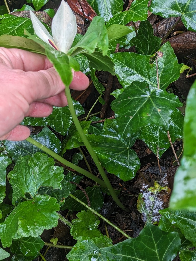 Trillium chloropetalum var. giganteum photo 7