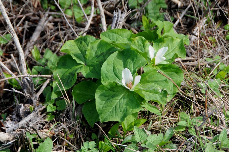 Trillium chloropetalum var. giganteum photo 8