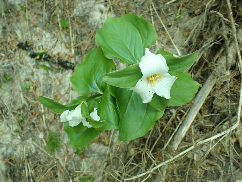 Trillium crassifolium