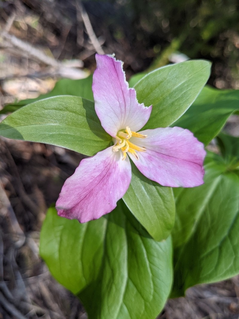 Trillium crassifolium photo 2