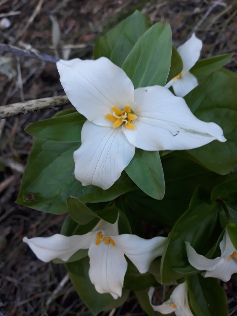 Trillium crassifolium photo 3