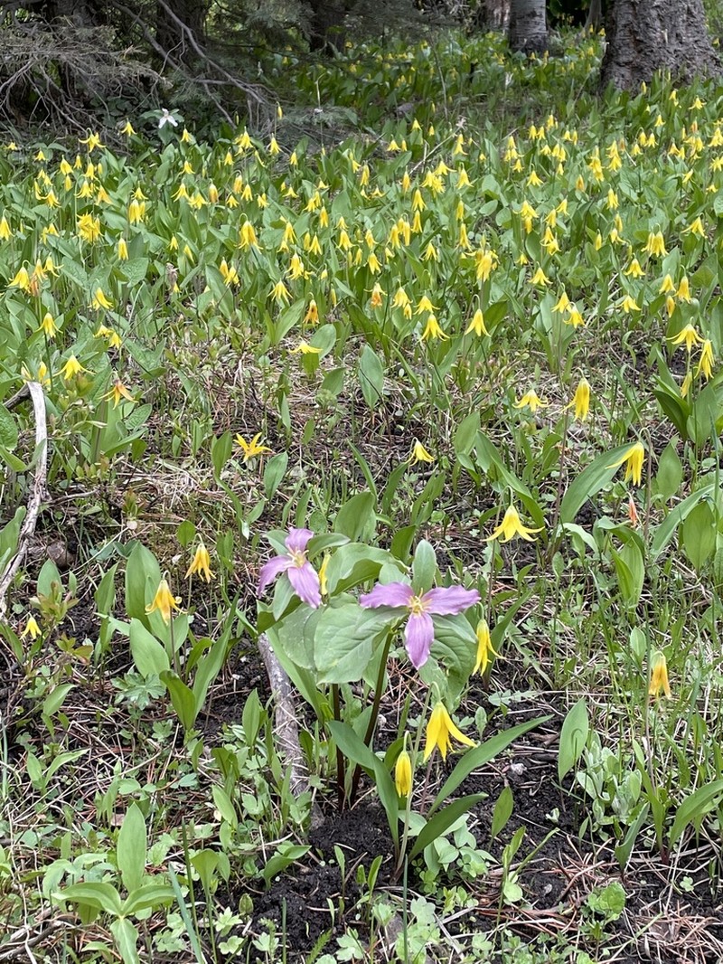 Trillium crassifolium photo 4